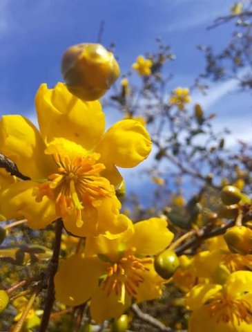 Ochna serrulata flowering